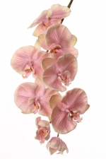 Phalaenopsis 75cm